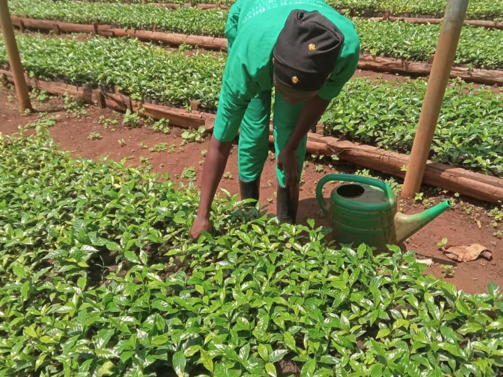 Agriculture